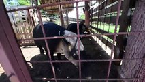 Honduras : un zoo de narcotrafiquants converti en refuge de tapirs