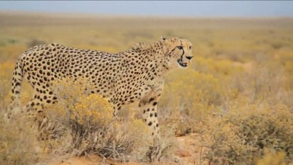 Super të pasurit e botës në vend të maceve duan gatoparde