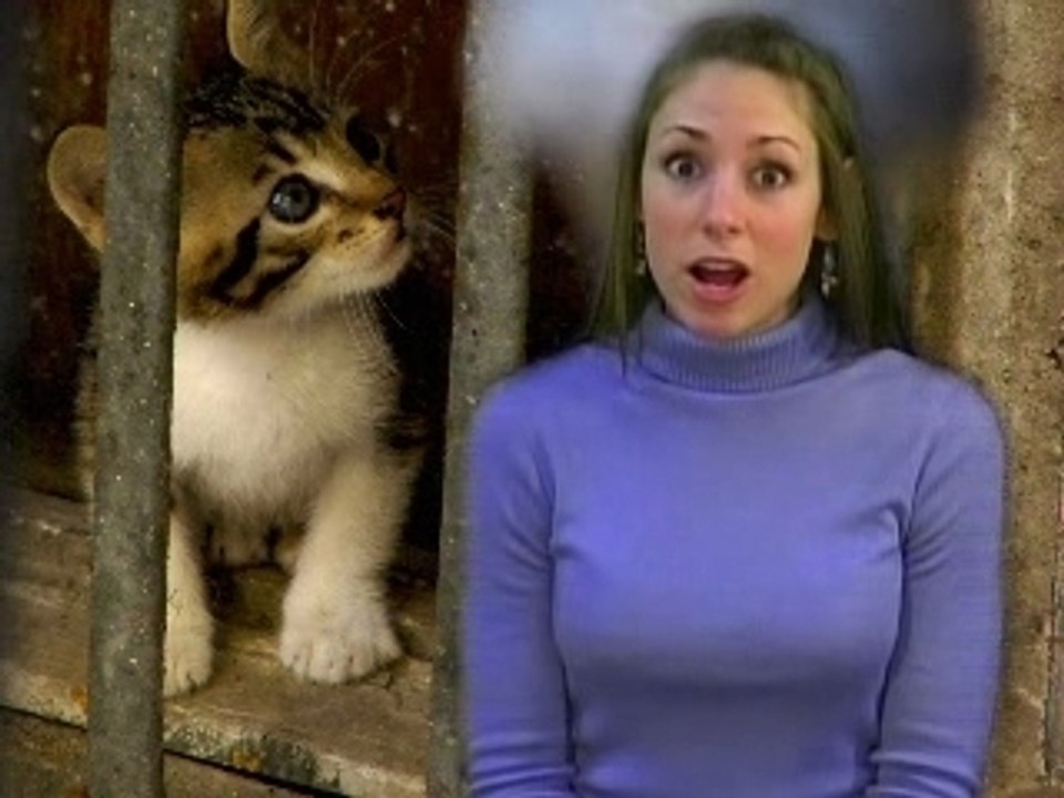 Animal Cruelty Animal Cruelty, Pet Abuse, Nutrition Natalie