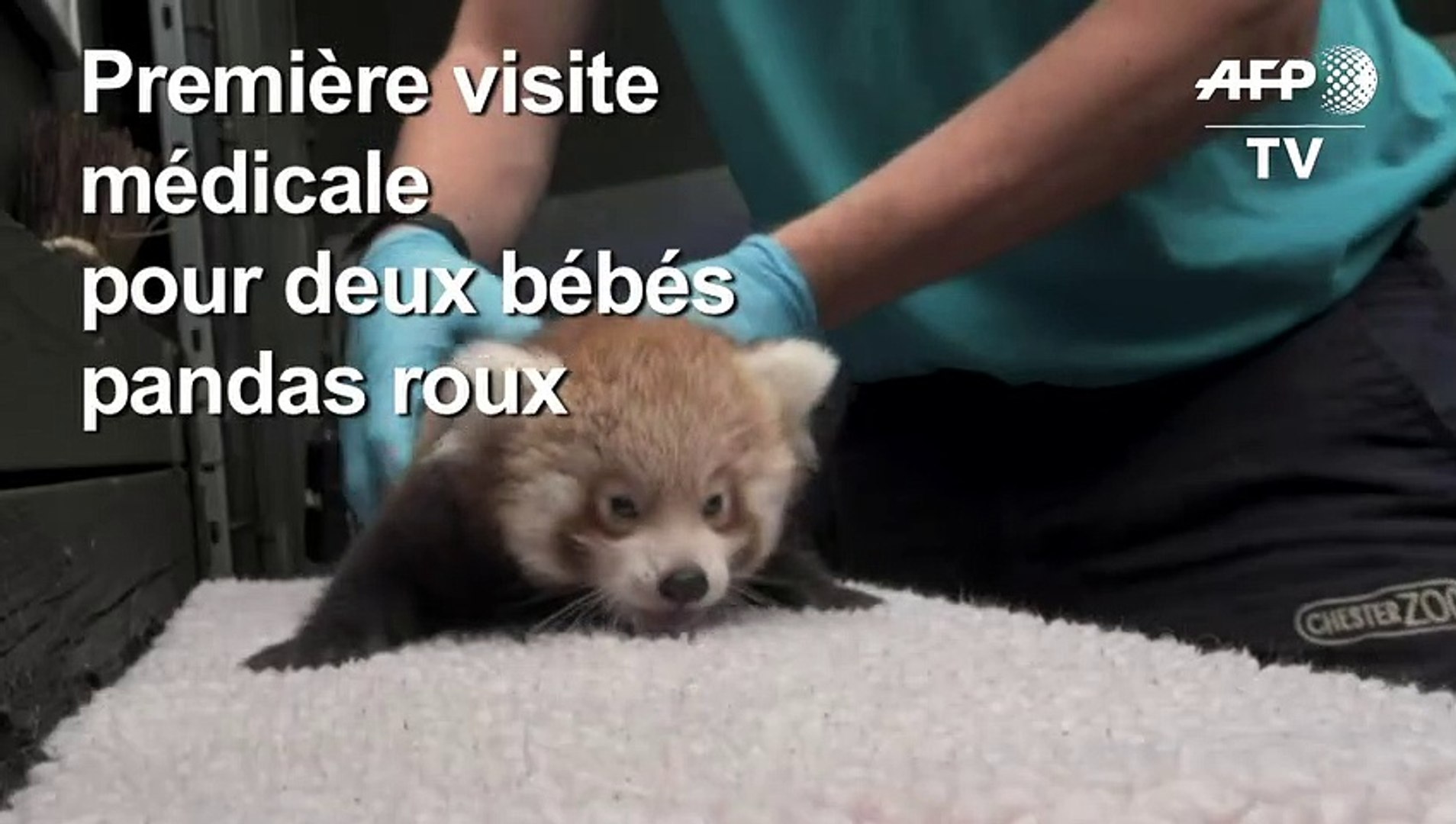 Deux Bebes Pandas Roux Examines Dans Un Zoo Britannique Video Dailymotion