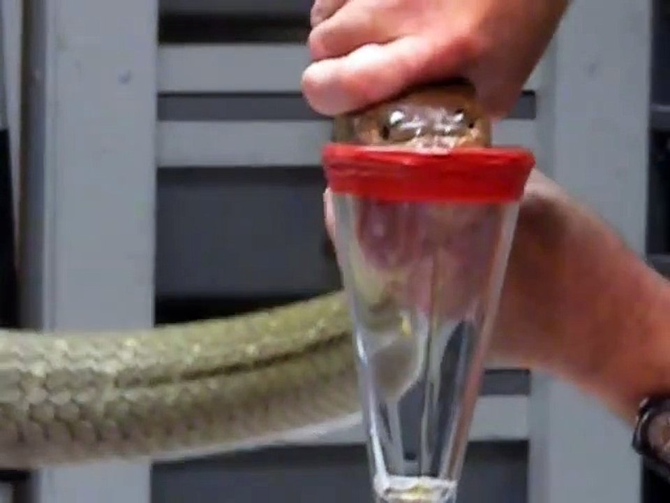 King Cobra Venom _xtraction