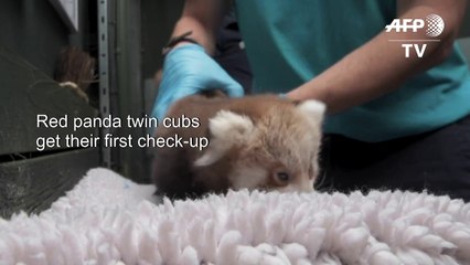 First health check for two red panda twins cubs