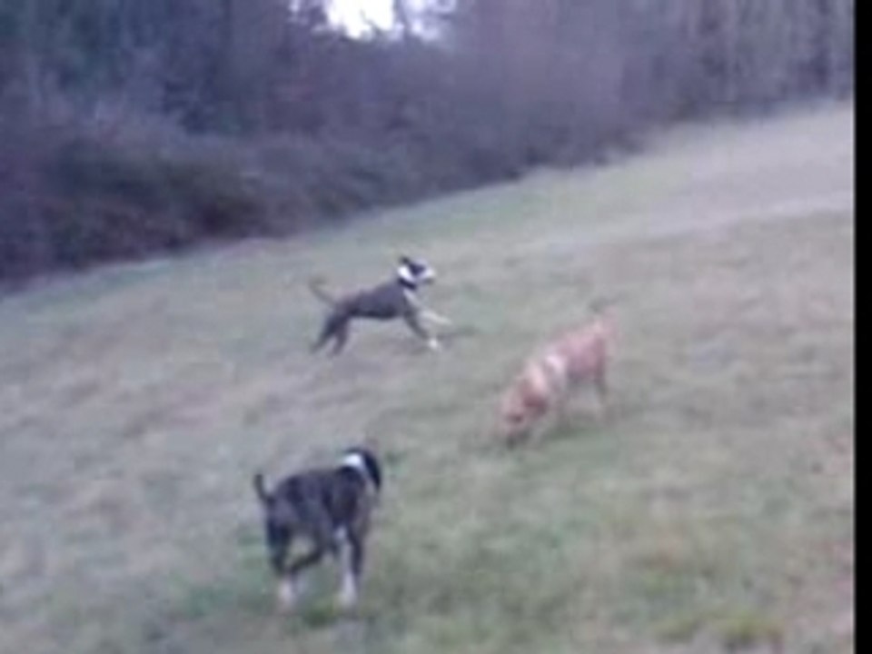 COURSE O CHIEN