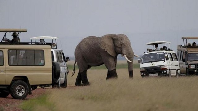 Video: Conservationists hail ban on trade in African elephants