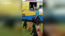 Haagen-Dogs! Adorable moment very good dogs get cold treats from ice cream truck in UK