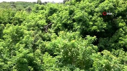 Alanya'dan Bulgaristan'a ilk kez avokado ihracatı