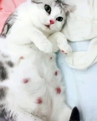 Admirez cette brave chatte en plein contraction. Émouvant !