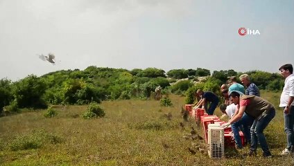 Kocaeli'de zararlı böceklerle mücadele için 1000 keklik doğaya salındı