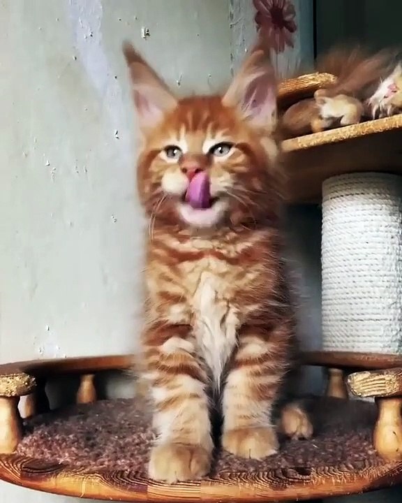 Sublime ! Vous allez tomber sous le charme de cette superbe chatte rousse