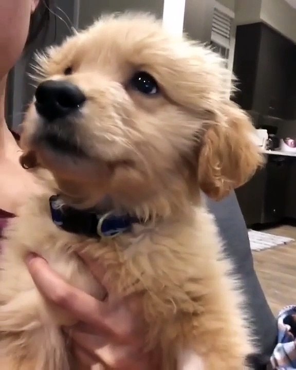 Trop mignon ! Ce chien va vous donner envie de lui faire des calins