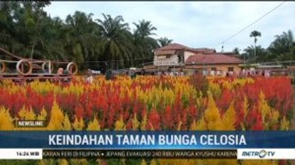 Melihat Keindahan Taman Bunga Celosia