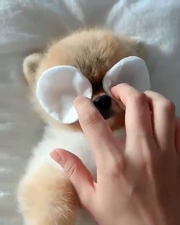 Un chiot poméranien qui adore qu'on lui mette des cotons sur les yeux. Trop chou !