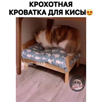 Ce chat rond sait comment se mettre au lit tout seul. Trop chou !