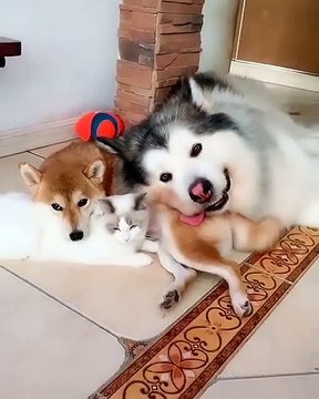 Vous allez être bluffer avec ce mignon chat et ce chien. Adorable !