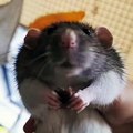 Ce rat va vous donner envie d'en avoir un. Trop chou !