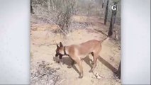 Cadela policial Kira encontra quase mil buchas de maconha em Colatina