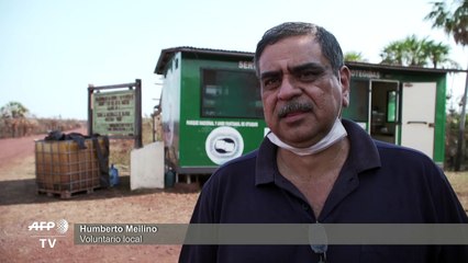 Aplacan incendios en Bolivia, pero para muchos animales fue demasiado tarde