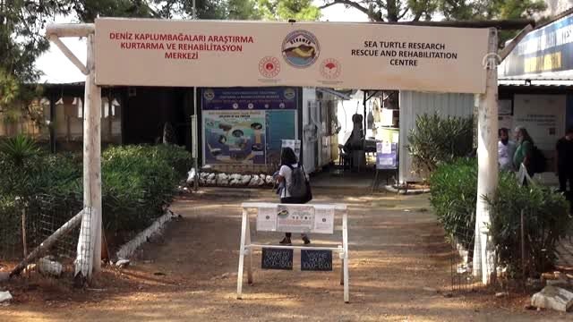Tedavileri tamamlanan caretta carettalar denize bırakıldı