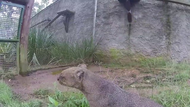 Cet animal n'est pas une loutre ni un jaguar, c'est un jaguarundi