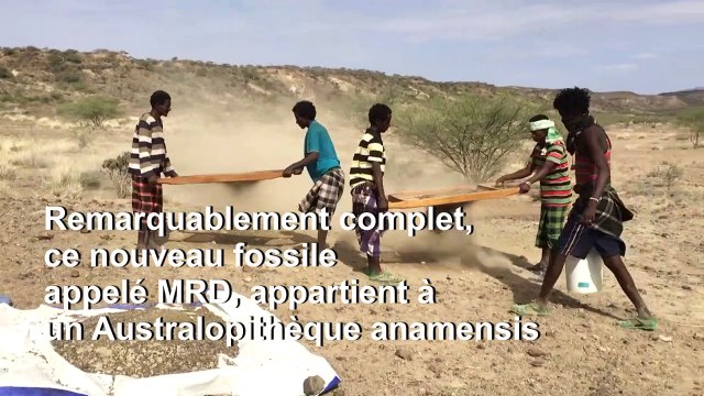 Découverte d'un crâne vieux de 3,8 millions d'années