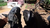 Salvar al tapir, apuesta de un zoológico expropiado a narcos hondureños