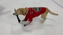 Dog Ice Skates With Hockey Stick in Mouth