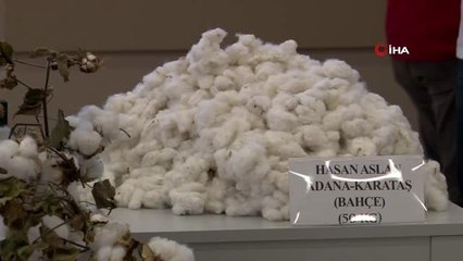 Sezonun ilk kütlü pamuğu 50 liradan satıldı