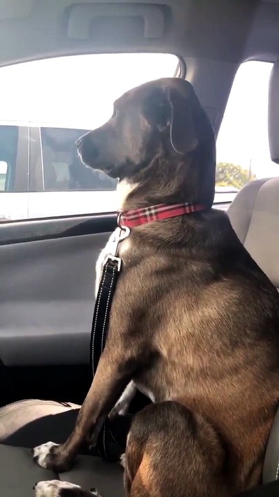 Quand ton chien te boude parce que tu l'as amené chez le dentiste