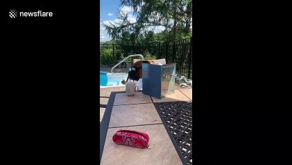 Genius Boxer dog 'reads' about learning to talk while enjoying an elegant pipe