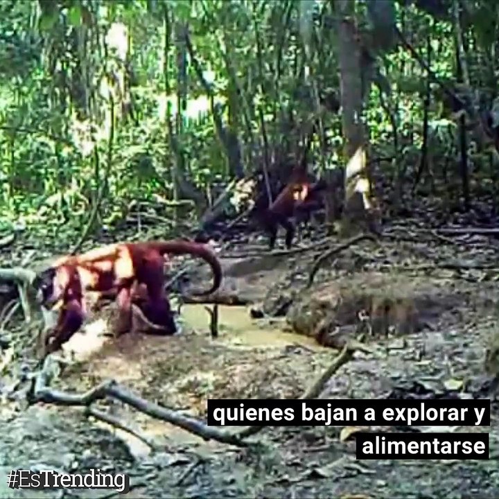La majestuosa fauna de la Amazonia, en alerta máxima por los incendios forestales