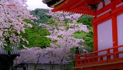 Feast Your Eyes on Japan’s Gorgeous Cherry Blossoms