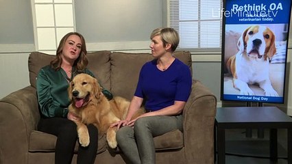 Spot the Signs of Canine Osteoarthritis in Your Dog