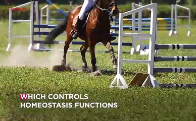 Horseback Riding May Improve Your Child’s Intelligence