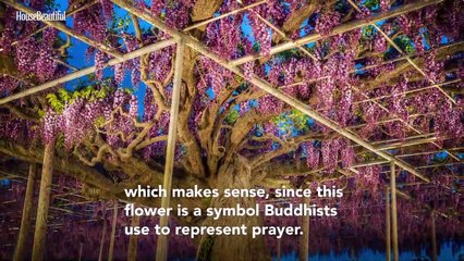 This Wisteria Flower Tunnel in Japan Is the Most Magical Place Ever