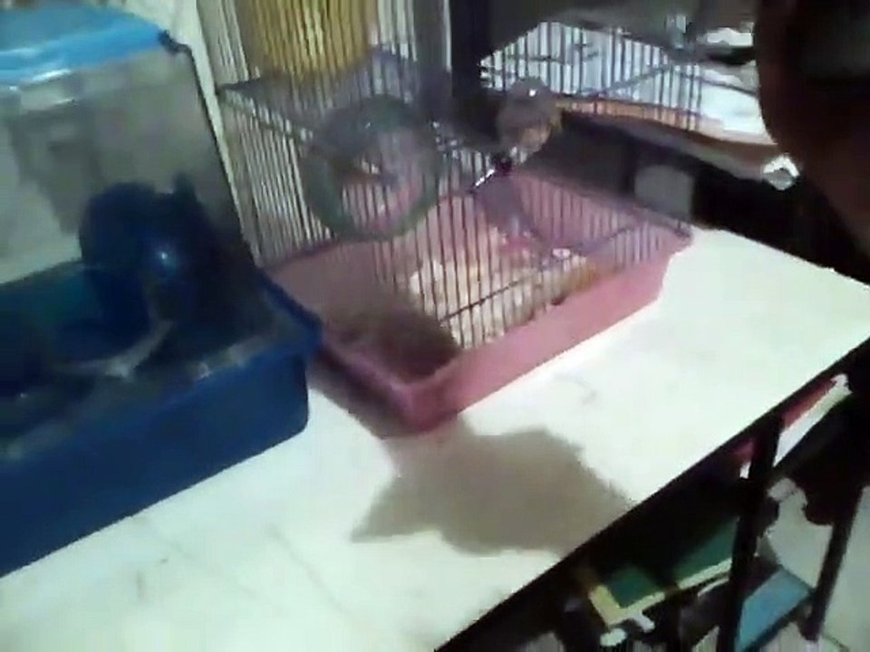 ▷ Gerbils Advises ◁ | Cute Gerbils | Beautiful Gerbils