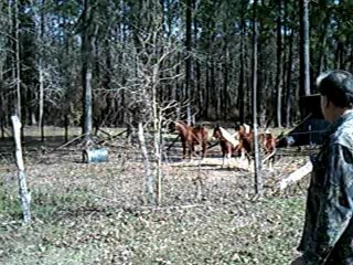 Beautiful Paint Horses