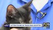 Kitten found in trash bag finds a forever home