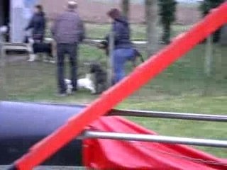 Agility Brucchio - 21 janvier 2008