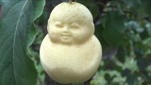 Chinese farmer grows bizarre baby-shaped pears