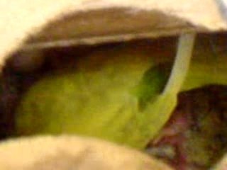 ma perruche qui nourrit ses bébés maroc