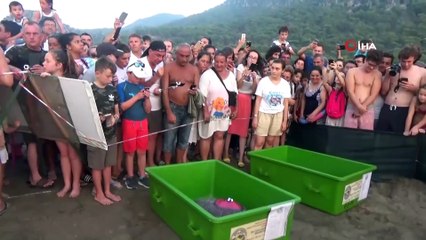 Tedavileri tamamlanan caretta carettalar denize bırakıldı