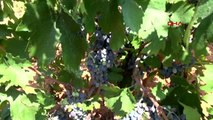 Denizli türkiye'nin şaraplık üzüm deposunda fiyat artışı için güç birliği