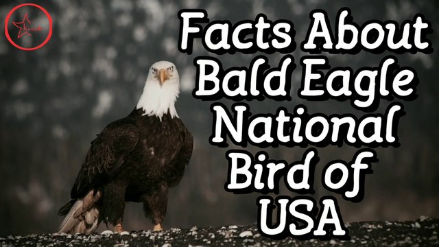 Bald Eagle Amazing Facts - National Bird of USA