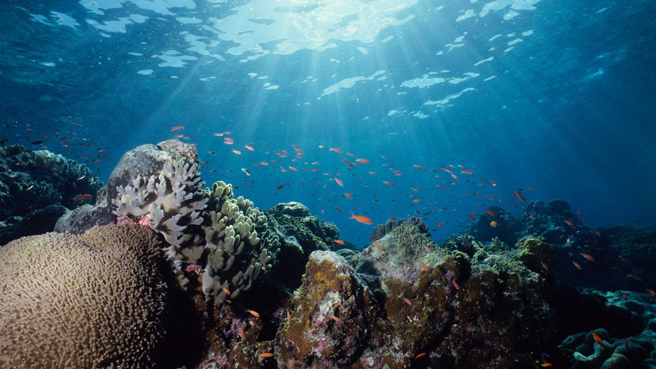 So könnte ein riesiger Bimsstein das Great Barrier Reef retten