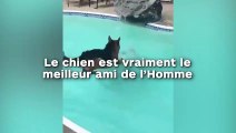 Le chien est vraiment le meilleur ami de l’Homme !