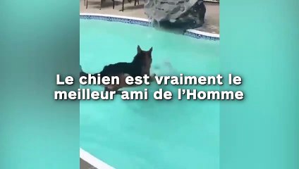Le chien est vraiment le meilleur ami de l’Homme !