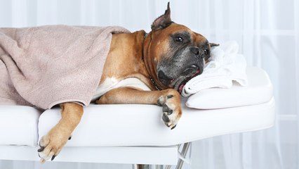 Cómo darle un masaje al perro