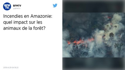 Incendies en Amazonie : Pour de nombreux animaux, il est déjà trop tard