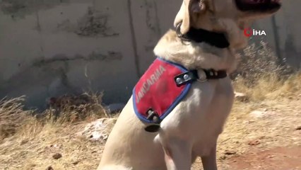 Kıran-2 Operasyonunda Teröristlerin Korkulu Rüyası: 'Miki' ve 'Cingöz'