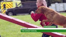 Doggy Social, Full Moon Market & Beamish Museum's Argiculture Festival!